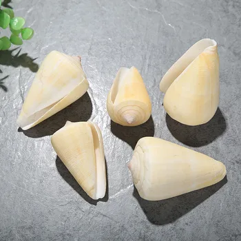 

natural shell yellow taro screw aquarium fish tank decoration gift desktop furnishing Shell морской декор натуральные раковины