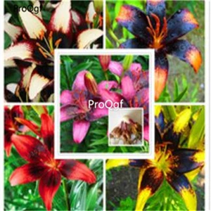 Сливовый Ngryise 20 шт набор Lilium brownii Lily - Цвет: Сливовый