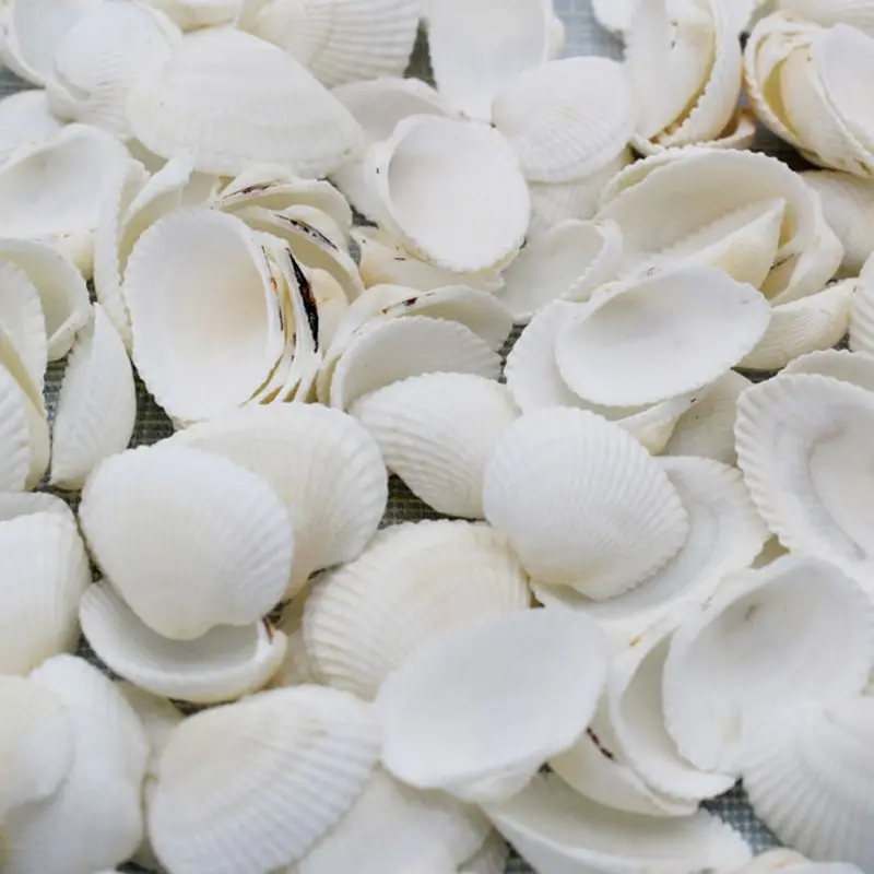 

P50pc Fashion Aquarium Landscape Seashells Jewelry Craft Decor Natural Conch Shells Conch Corn Screw Wall Decoration PGM