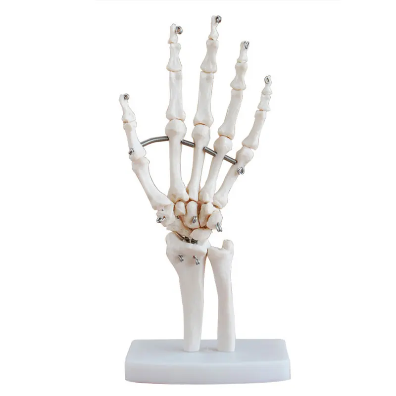 

Teaching Props Hand Joint Model Halloween Skeleton Model Anatomy Prop Medical Home Decor Science Human Professional Life Health