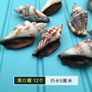 09 Shell ремесло ручной работы DIY Украшение аквариума для натурального небольшого Конча дрейфующий бутылка