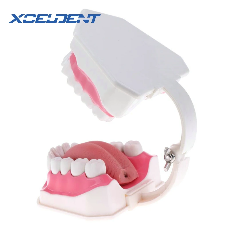  teeth model brush teaching models Removable Lower TeethDental Adult standard oral modelearly Educat - 32914787839