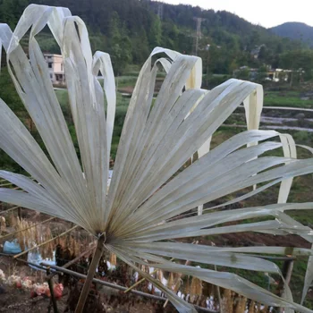 

1PC Bleaching Large Dried Fan Leaf Natural Plant Palm Leaves For DIY Wedding Flower Arrangement Decoration