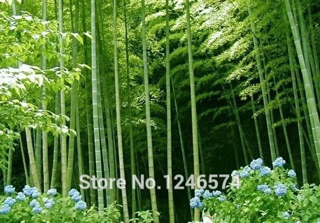 Огромный 100 бонсай гигантский Phyllostachys Pubescens Moso Bamboo бонсай Hardy-Giant