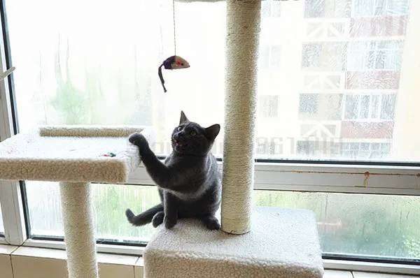 Скалолазание для кошек, кошачье гнездо, игрушка для кошек, Когтеточка для кошек, дерево для кошек, дерево для скалолазания, домик для кошек