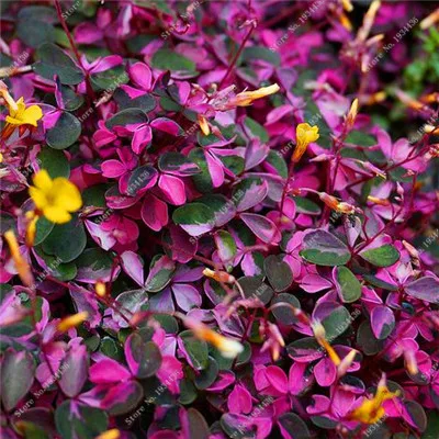 Красные Oxalis цветные цветы бонсай 100 шт Редкие Планты для сада, дома, посадки цветов oxalis растения на продажу - Цвет: 23