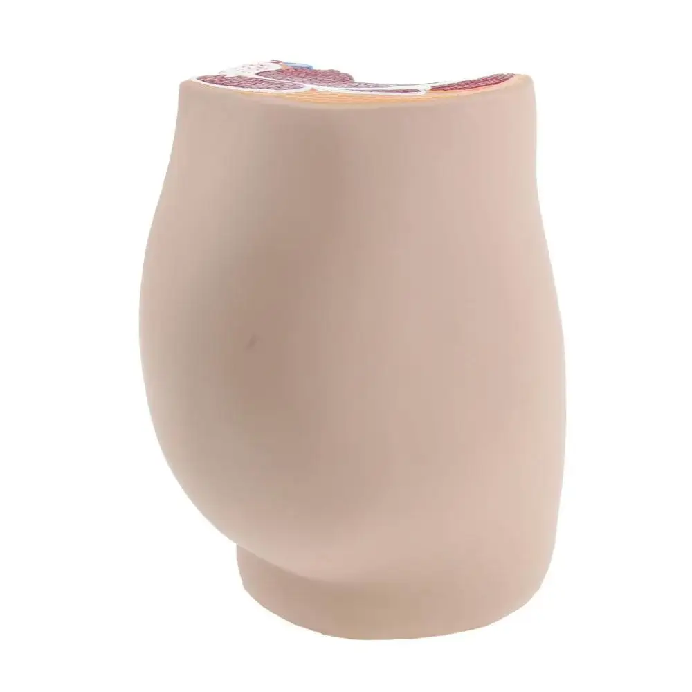 Спасательный Размер средний Сагиттальный отдел женская модель тазовой