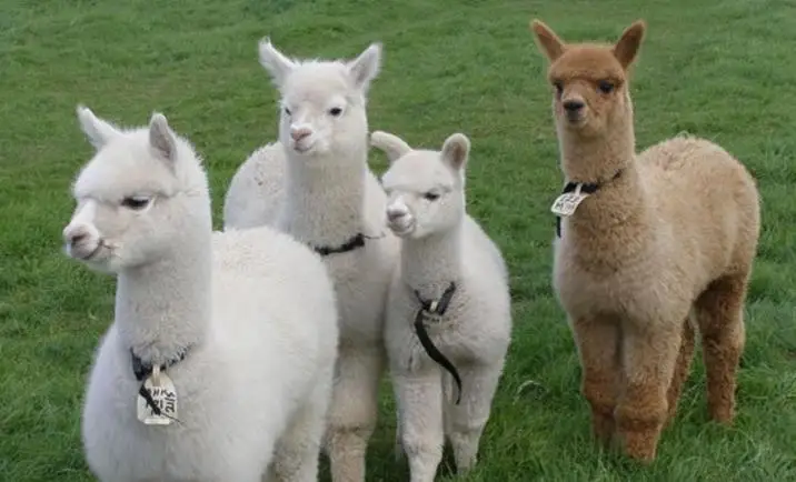 36020171221094832707