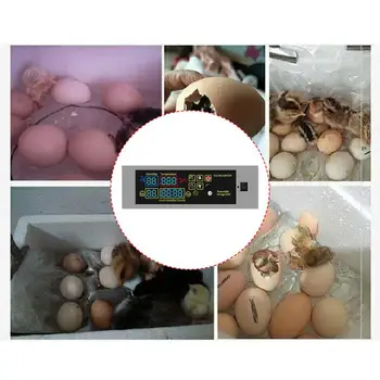 

HTMC-5 Egg Incubator Controller Set DIY Mini Incubator Controller Constant Temperature Eggs Incubation Goose Bird Quail Brooder