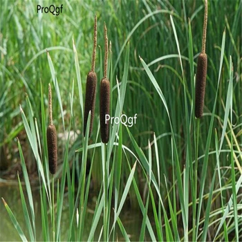 

Ngryise 5000Pcs A Set Typha latifolia