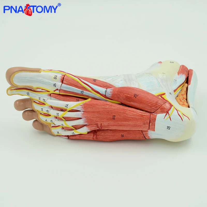 Life-Size Foot Anatomy Model 3
