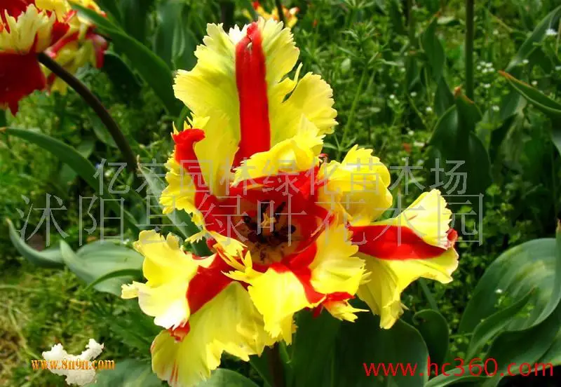 50 шт.,, свежий, настоящий, Hemerocallis, middendorffii, Daylily S, многолетний цветок, цветок, daylilies