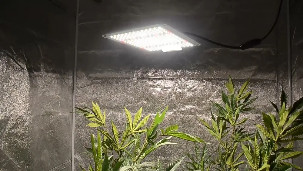 1头量子板详情视频