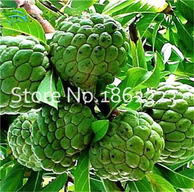 20 шт. Soursop бонсай фрукты, Graviola Annona муриката сладкий СОП вкусные фрукты бонсай сахар яблоко Annona дерево растение в бонсай - Цвет: 15