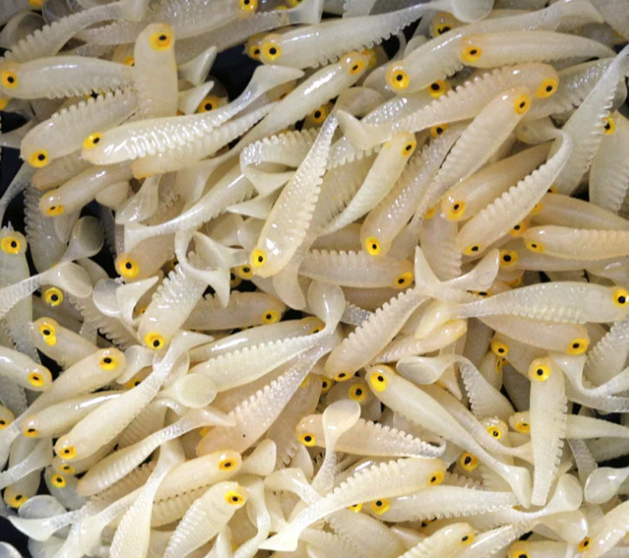 

10pcs 5cm 1g The Small Bait 3D Eyes Soft Floating Bionic Artificial Pan Fish Luminous Color Ice/sea Fishing Lure Soft Bait Smell
