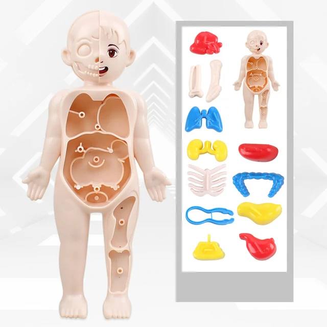 3D Human Body Torso Model Educational Learning DIY Assemble Puzzle Toy Children Kids Montessori Body Organ Medical Teaching Tool 4
