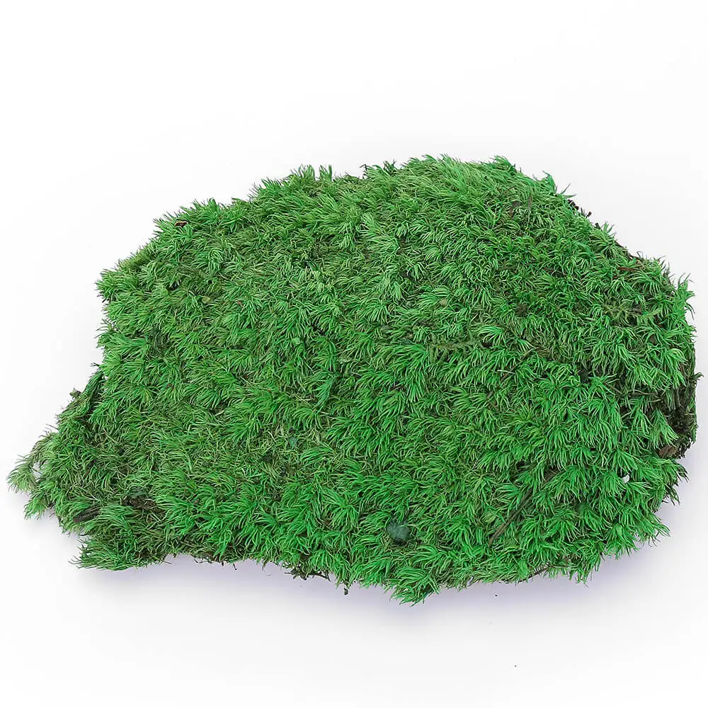 

Big Sale PRESERVED POLE MOSS - BULK BOX - Stocks Options - GREEN COLOR