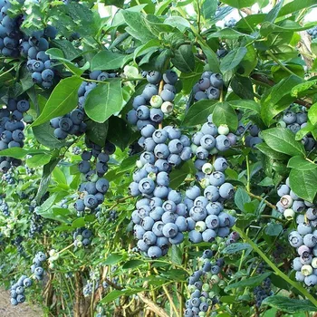 

1000g High Quality Pure Natural Blueberry Extract Powder,Lan Mei, Improves Myopia and Delays Aging,Free Shipping