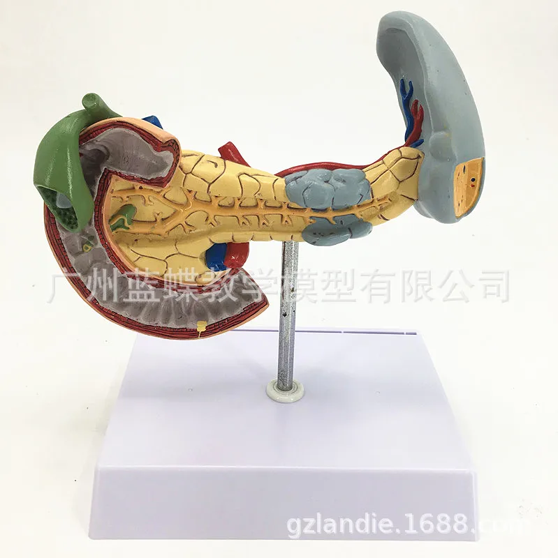 

Human Medical Anatomical Lesions Pancreatic Spleen and Duodenum Model Digestive Medical Supplies