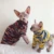 Теплая Одежда Сфинкса Хлопчатобумажная Одежда Для Кошек Devin Handmade Pets Свитер Одежда Для Собак Ocelot Dog Зимняя Одежда