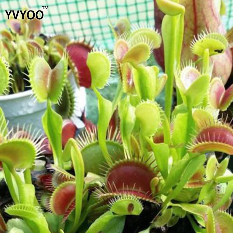9 YVYOO 50 шт. насекомоядные растения в горшках гигантский зажим Венера Flytrap цветок bonsais плотоядное растение для домашнего сада - Цвет: 9