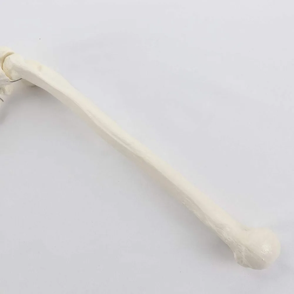 1:1 Human Bone Model of Bone Adult Arm of Upper Limb Arm and Radius Hand Medical Science School Teaching Supplies