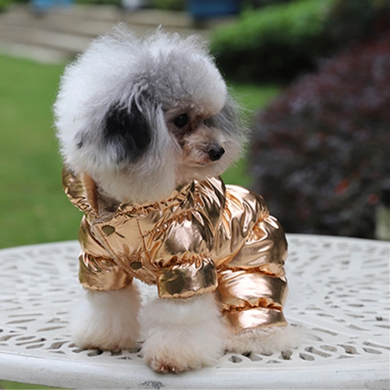 dog black turtleneck