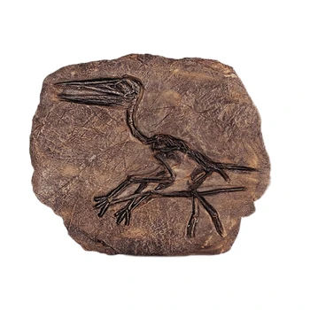 

Tyrannosaurus Rex Dinosaur Fossil Jurassic Cretaceous 130 Million Years Old