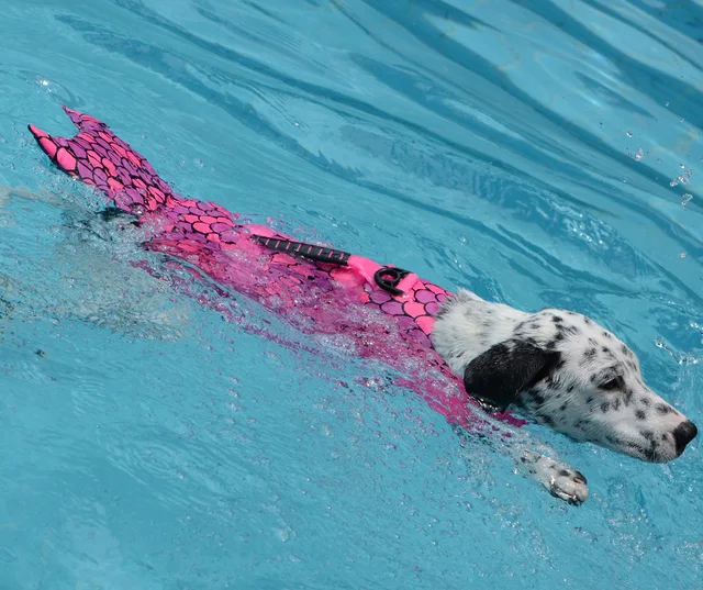 Improve your dogs swimming experience with the Pet Supplies Dog Swimsuit Transformation Dress. The mermaid princess design not only enhances safety and identification but also provides buoyancy for extended playtime in the water.