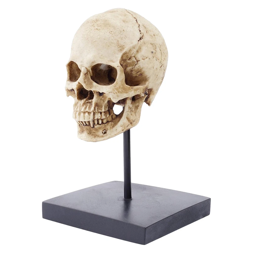 Life Size Human Skull Statue 1:1 Replica Realistic Human Adult Skull Head Bone Model Home Decor 3.9x3.9x4cm