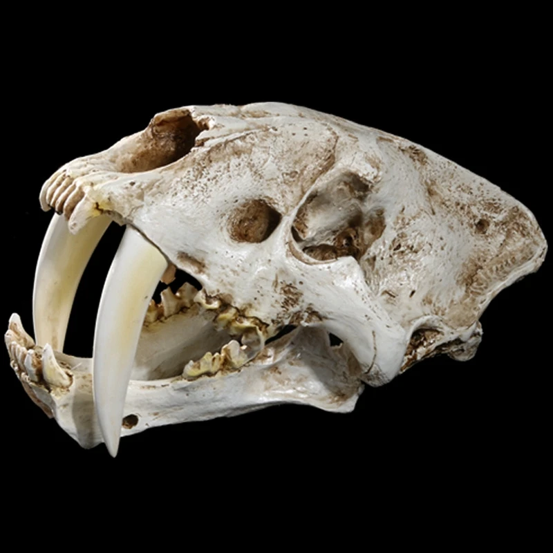 

1:1 Size American Ancient Animals Saber Tooth Cat Tiger Skull Sabertooth Smilodon Fatalis Specimen Model Animal Skeleton Model