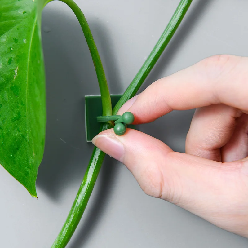 Invisible Wall Rattan Clamp Plant Climbing Wall Self-Adhesive Fixator Vine Buckle Hook Rattan Fixed Clip Bracket Plant Stent Sup plant ties,plastic plant cable ties,plastic plant supports,plant clips,plastic plant clips,plant climbing support,plant support racks,plant adhesive hooks,plant wall hooks,climbing plant trellis