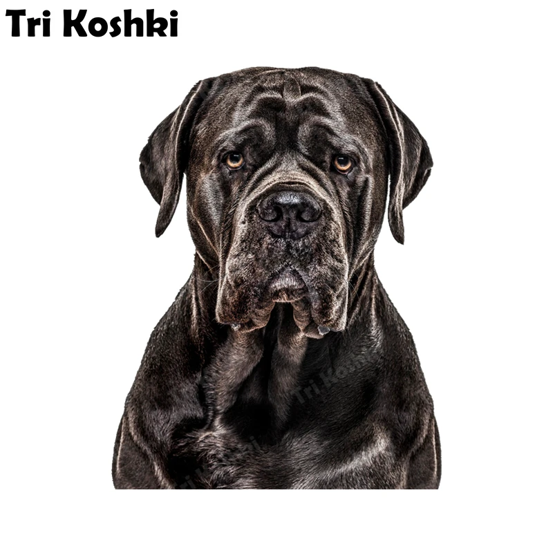 

Tri Koshki KCS377 Brown Dog Cane Corso Car Sticker PVC Decals Motorcycle Sticker on Car Truck Laptop Fridge Door Wall Window