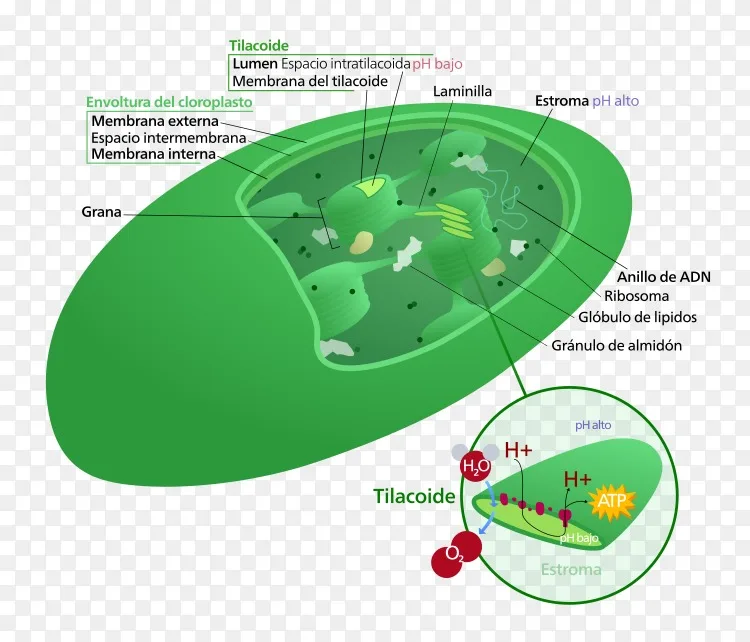 叶绿体类囊体类颗粒植物细胞png图片素材免费下载 图片编号397 Png素材网