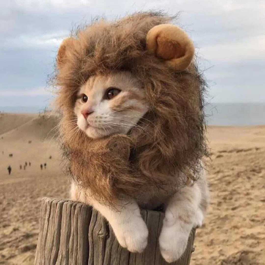 

Hot Pet lovely Warm Headwear Dog Headgear Lion's Funny Helmet Cat's cute hat pet item