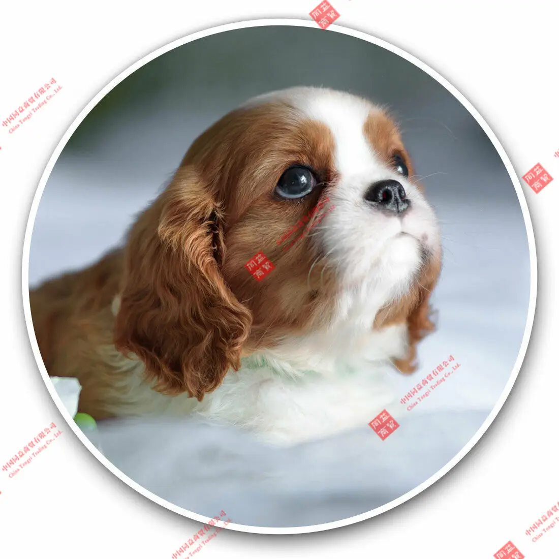 

Personality Vinyl Stickers Cavalier Charles Spaniel Puppy Dog Cool Gift Racing Motorcycle Helmet Stickers