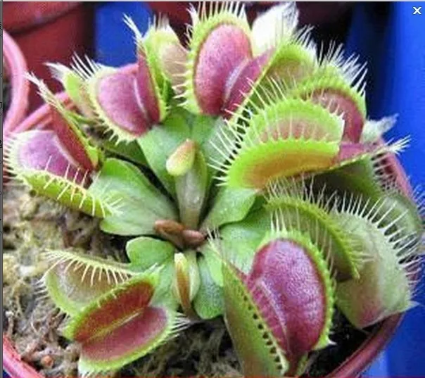 Акция только сегодня!$0,6 получить 2000 шт Dionaea muscipola гигантский зажим Венера Flytrap Сад бонсай растения Цветок Флорес