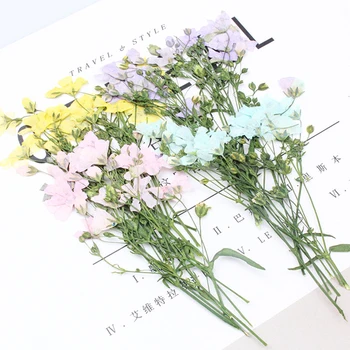 

30pcs/bag Gypsophila with branch and dried flowers diy glue mobile phone case material aroma wax brand plant specimen