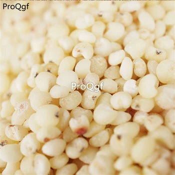 

Ngryise 1000Pcs A Set Sorghum