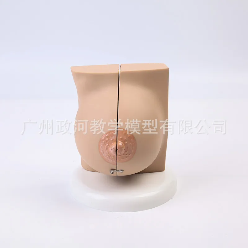 Female Breast Anatomy Model 4