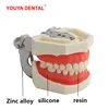 28/32 Teeth Model For Dental Technician Practice Training Jaw Typodont  Standard Dental Model Teeth Teaching Model With Soft Gum 2