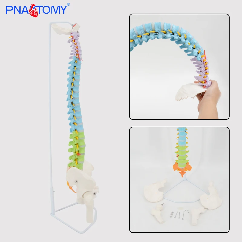 Flexible Colored Human Spine Model Manikin Medical Science Human Life Size Medical School Educational Models PNT-D121C PNATOMY