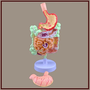 

Human digestive system anatomical model large intestine model rectal duodenal visceral gastrointestinal anatomical model