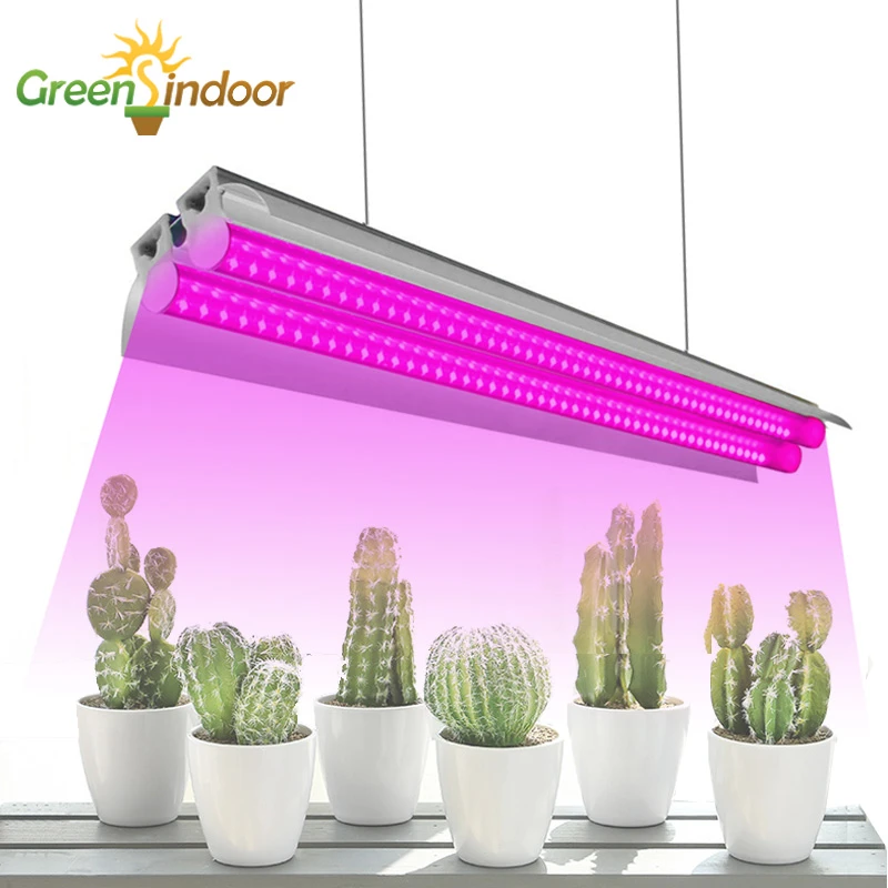 growing cactus indoors under lights