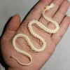 Snake skeleton/real bone/fixed/Red-backed rat-snake 1