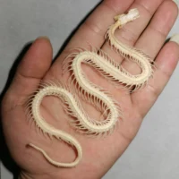 Snake skeleton/real bone/fixed/Red-backed rat-snake 1