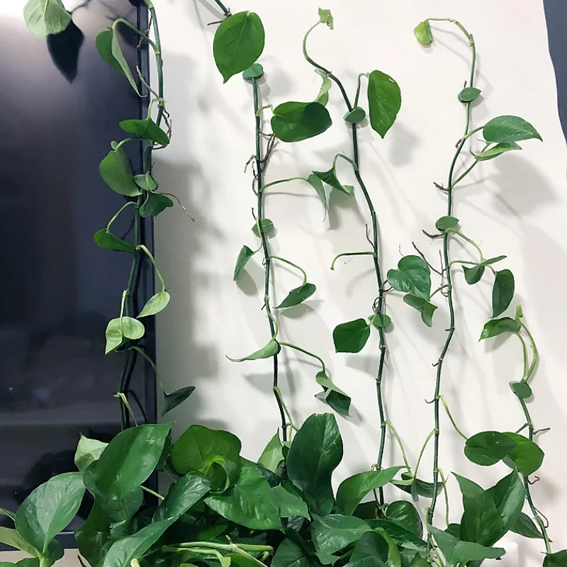 Plant Clips 10pcs Leaves Wall Vine Flower Vegetables Plant Holder