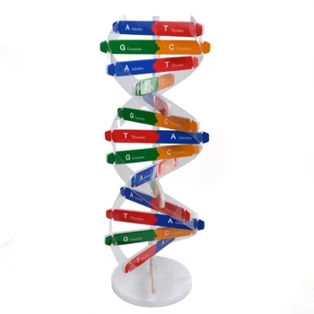 

1set Teaching Tools For Kids Test Kit Early Education Toy Human Genes DNA Double Helix Science Popularization Teaching Models