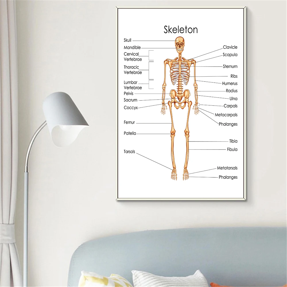 Украшение дома череп мышцы плакаты с системой холст печать Анатомия диаграмма человеческого тела школа медицинский Скелет образовательные принадлежности
