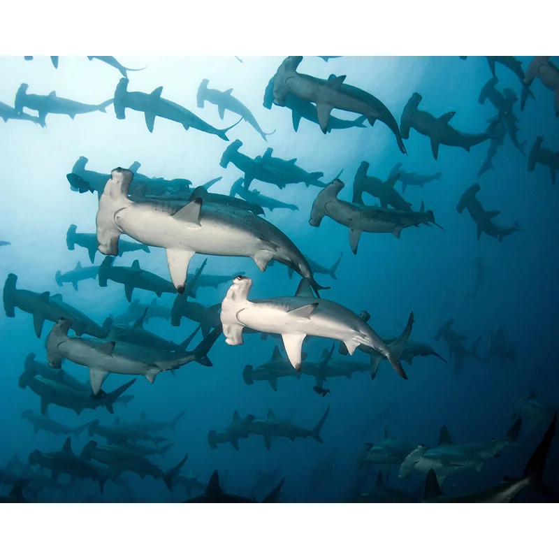 DIY живопись по номерам зубчатые Молот набор картина маслом животные Настенная на